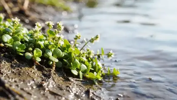 A small creeping plant with round leaves growing at the edge of still water, the surface rippling gently